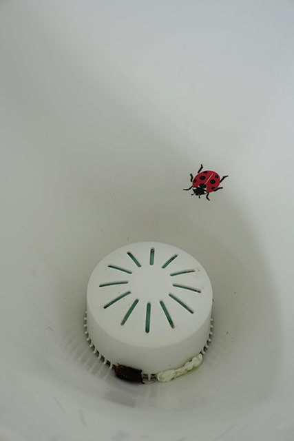 Coccinelle.jpg