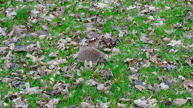 Hérisson Herisson.jpg