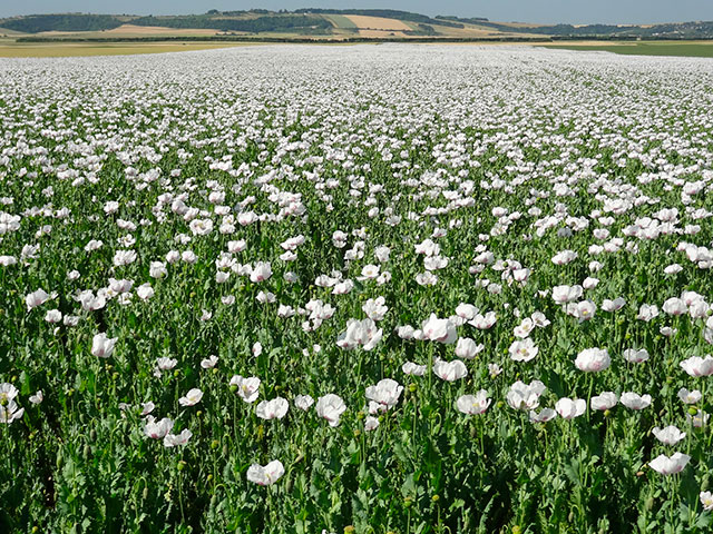 Champ... PapaverSomniferum1.jpg