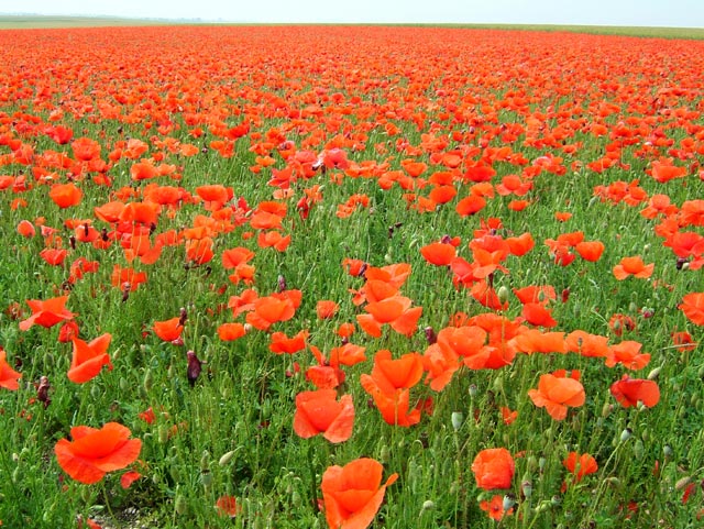 coquelicots.jpg