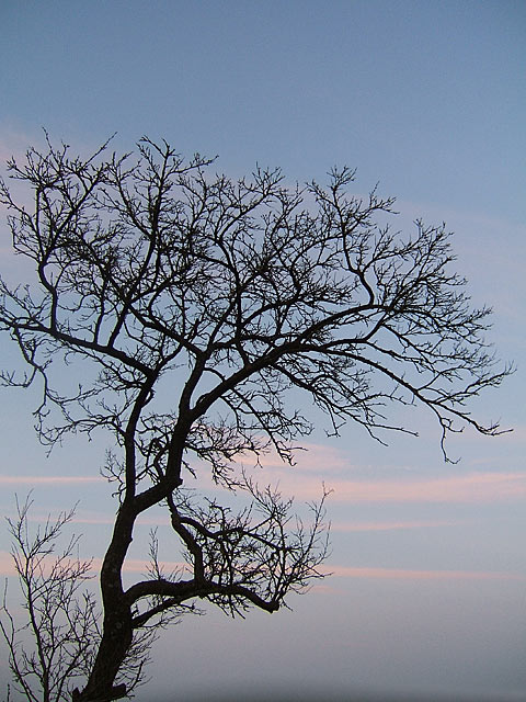 arbre-ciel.jpg