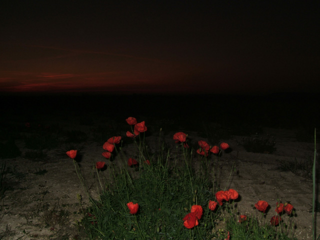 Coquelicot