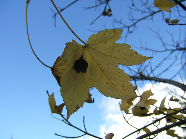 Feuille tachée