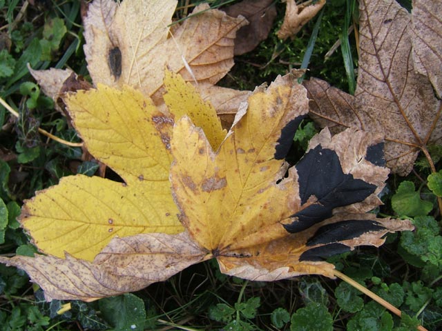 Feuille tachée