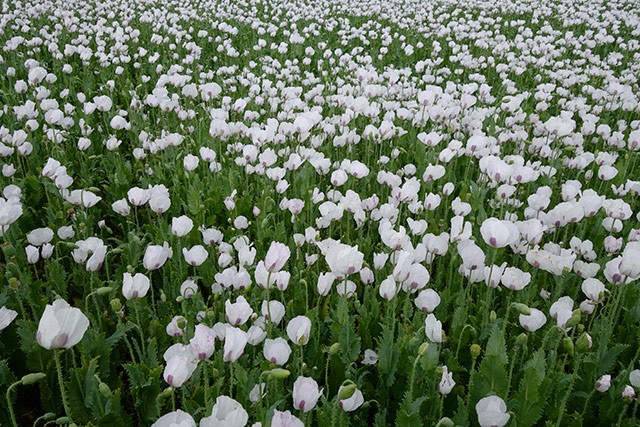 Couleur07.jpg